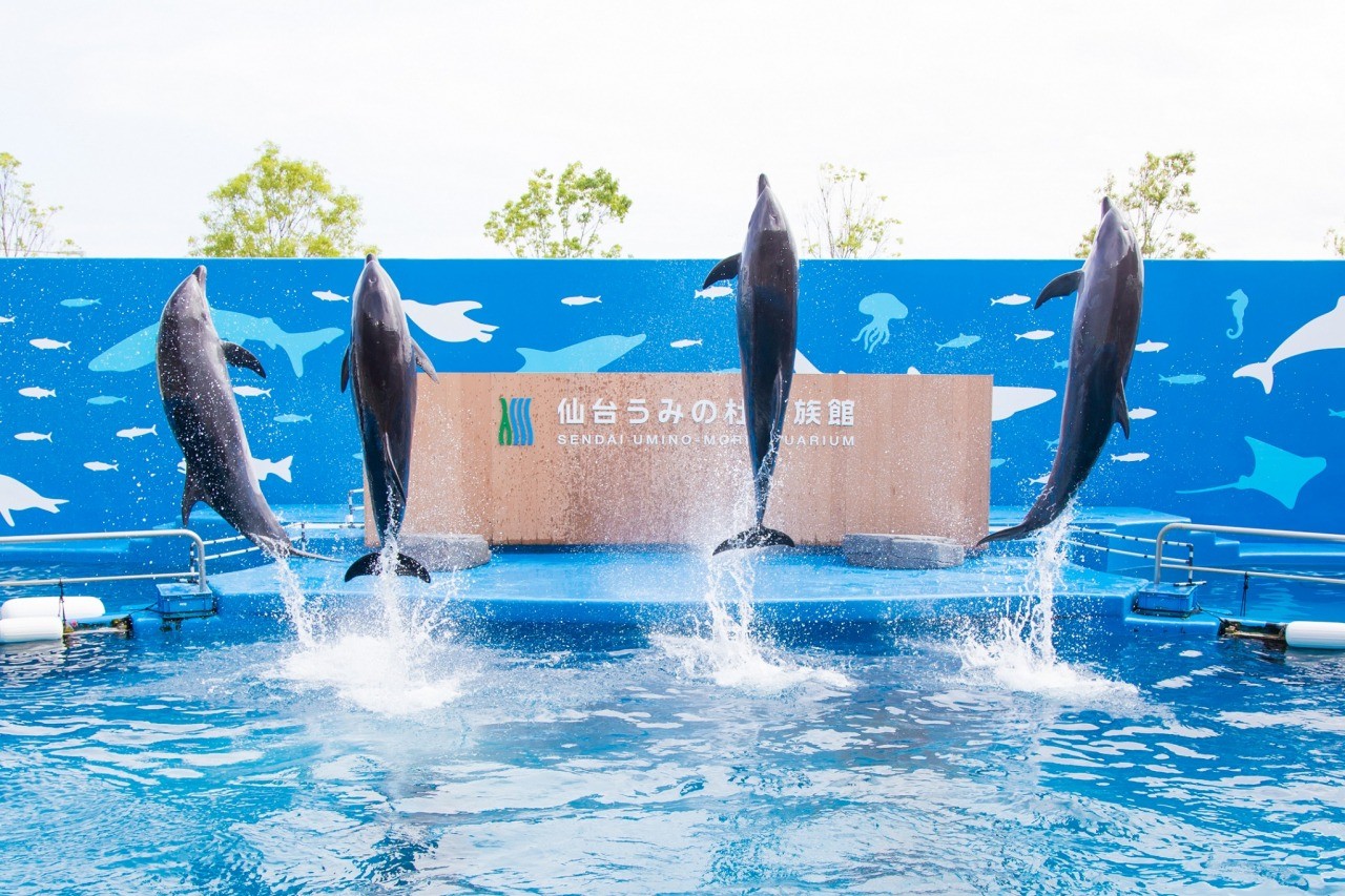 仙台うみの杜水族館完全攻略！割引と混雑回避＆最新見どころ2026