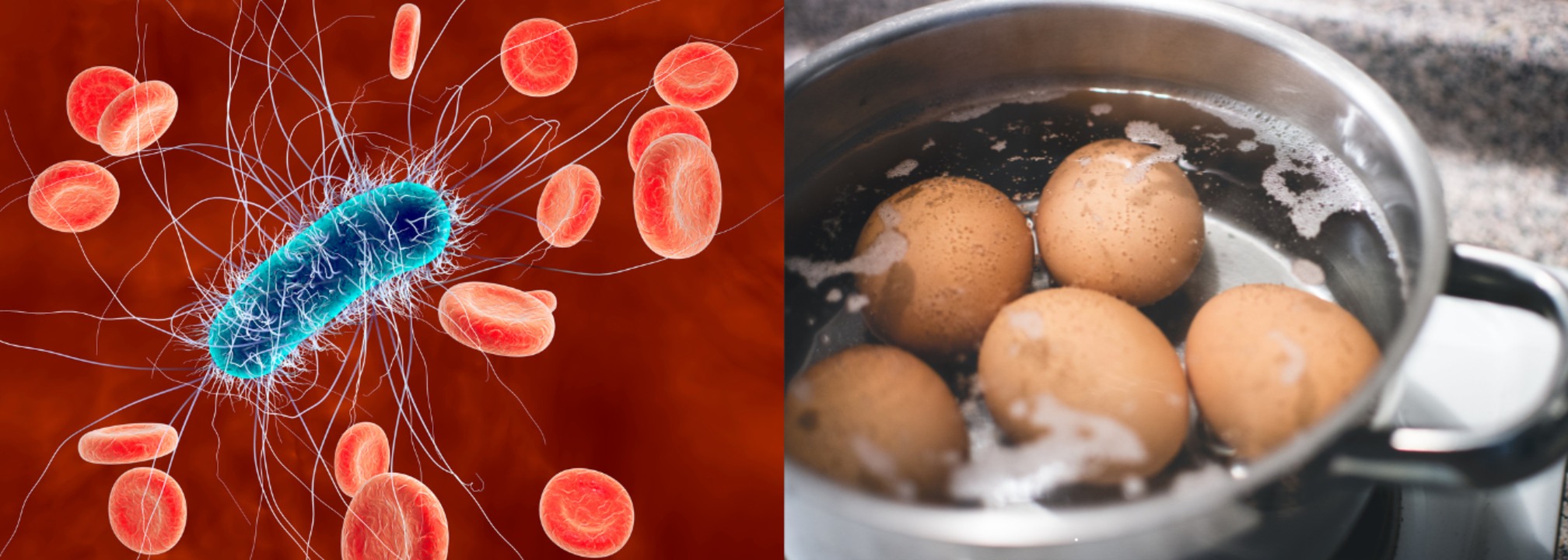 Can You Kill E Coli by Cooking