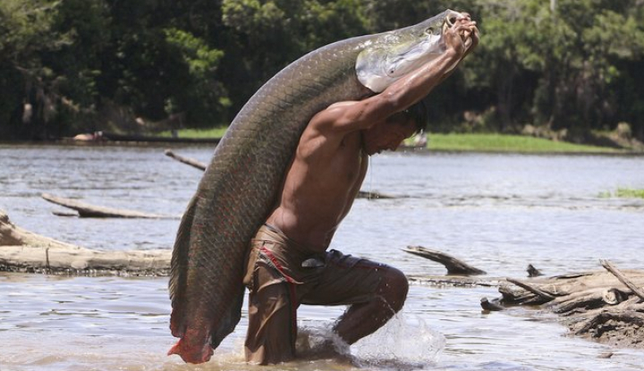 Can You Eat Arapaima