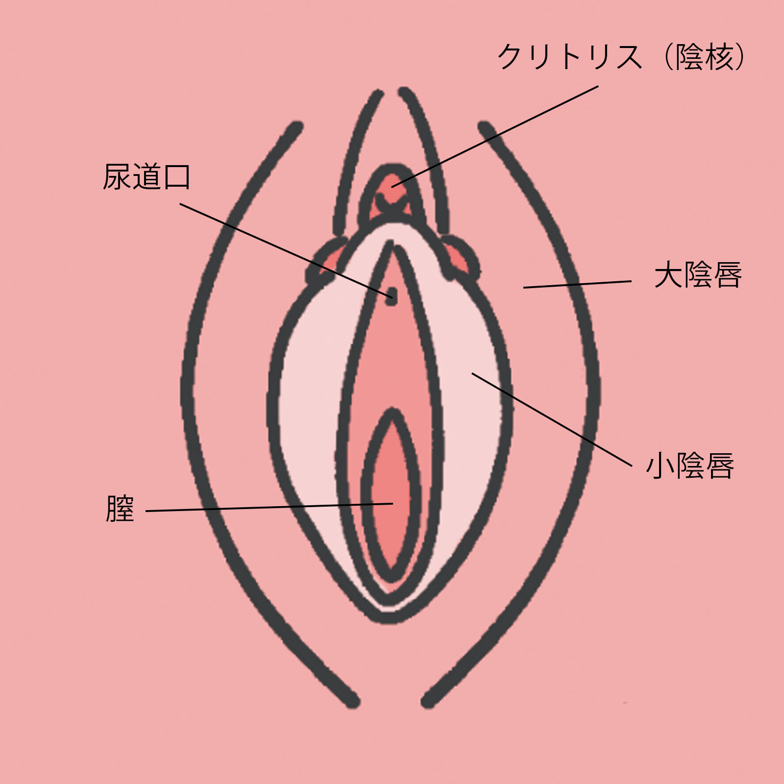 女性器の性感帯・位置と特徴を徹底解剖｜感度を高める愛撫の極意