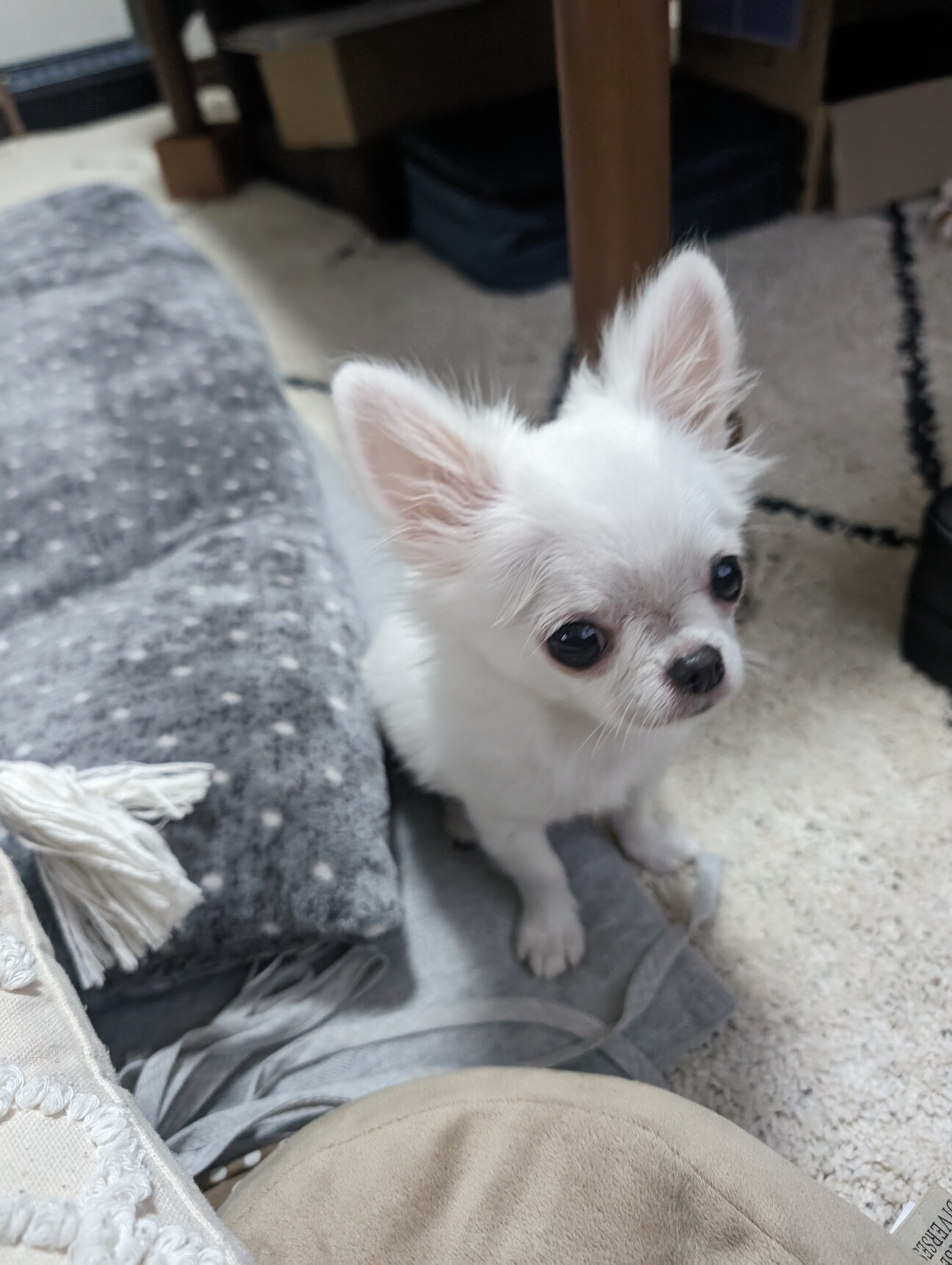 大阪の子犬「無料譲渡」の罠と真相！2026年版・安全な里親探しの全貌