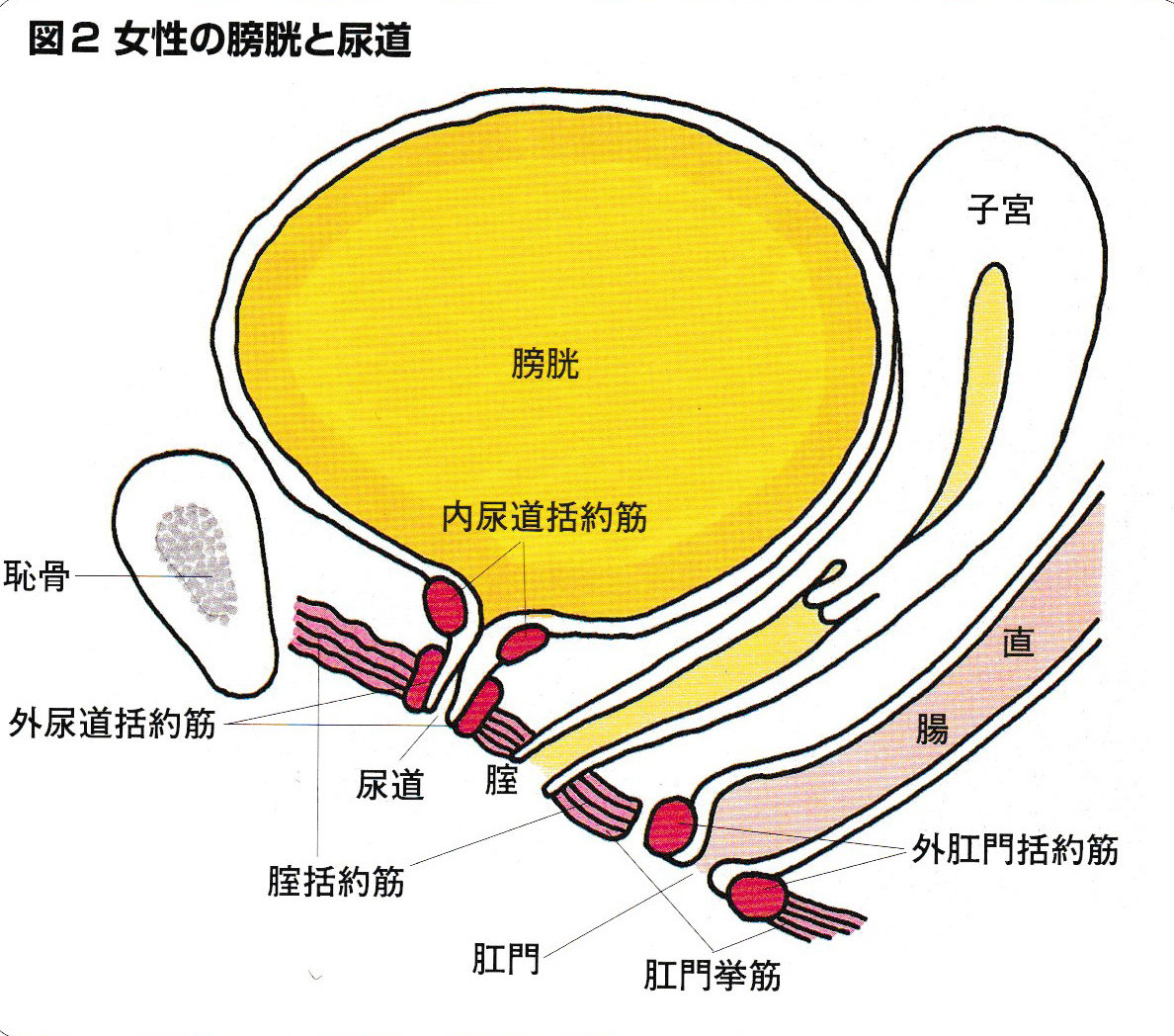お小水とは何？語源の真相と尿との違い・男性の使用マナーまで徹底解説