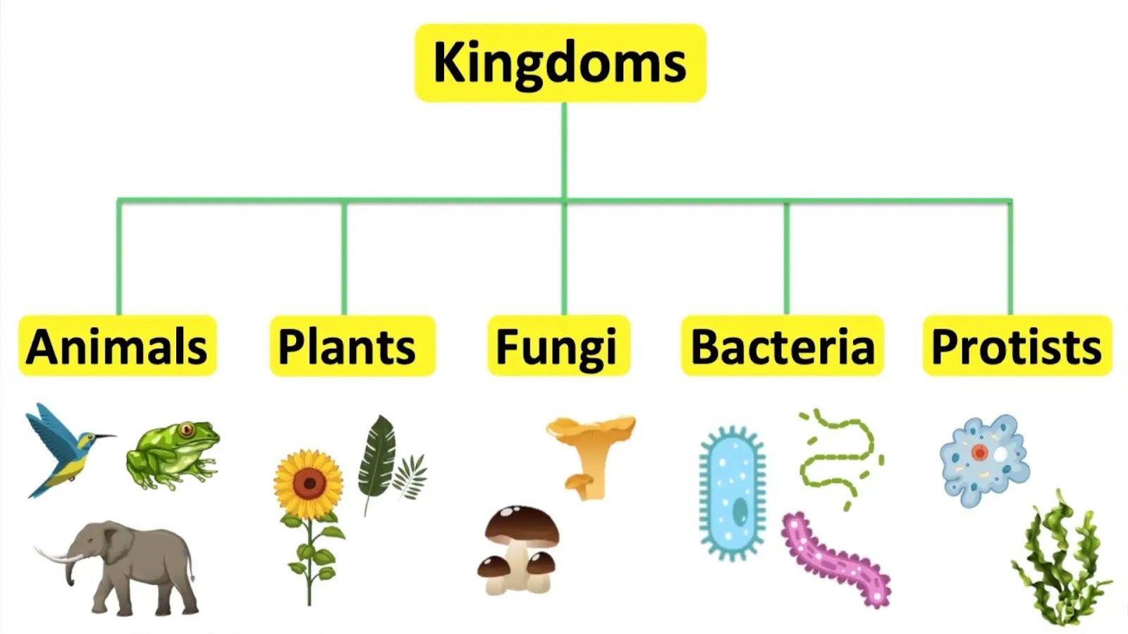How Many Kingdoms of Living Things Are There