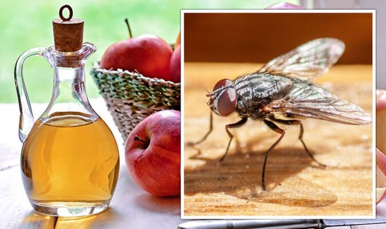 Do Flies Like Apple Cider Vinegar