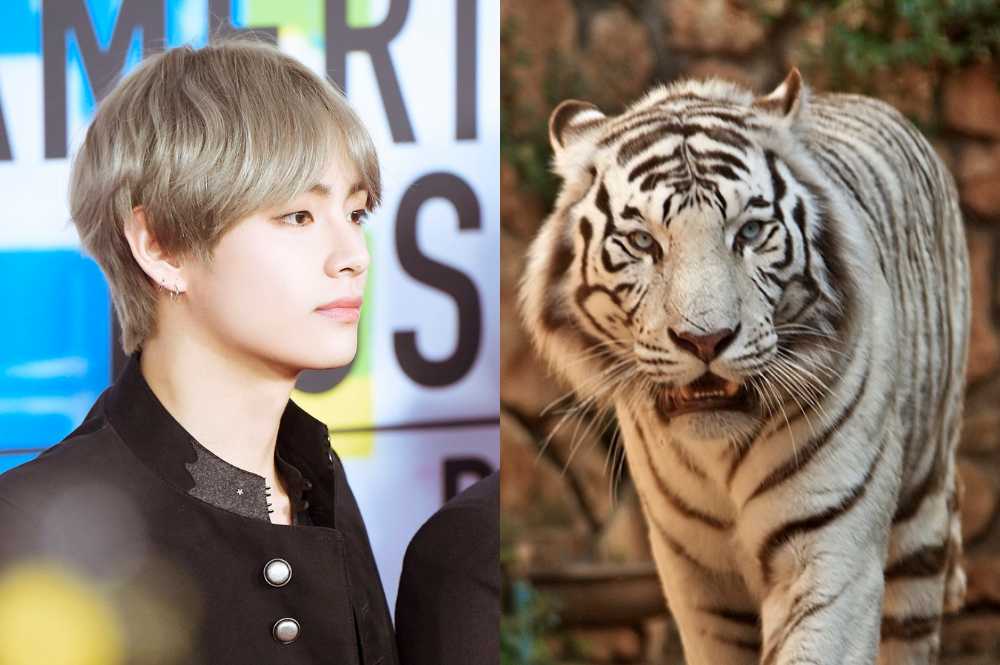 Why Bts v Is Called Tiger