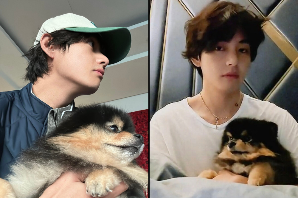 What Is Kim Taehyung's Favorite Animal