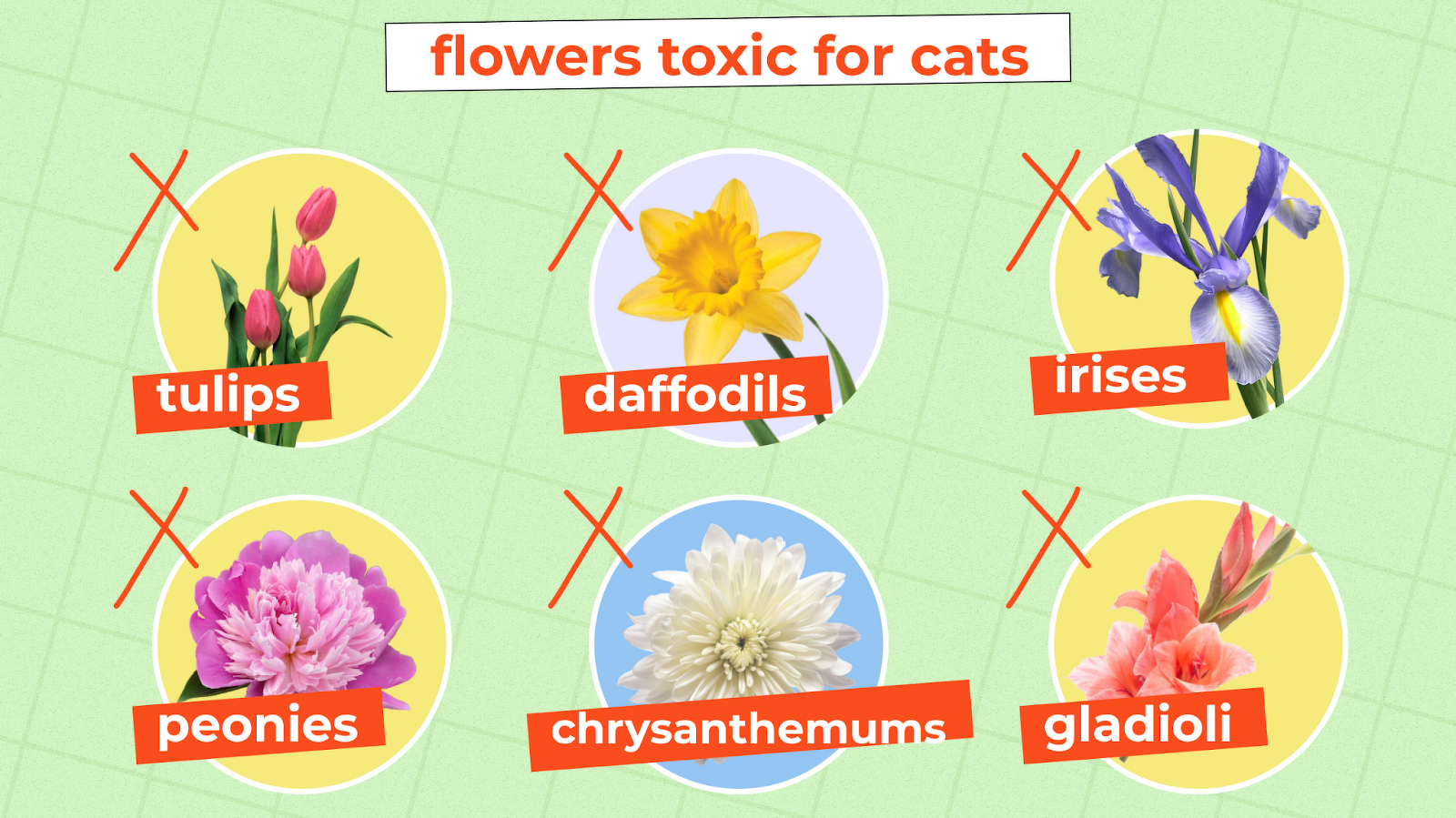 What Is Poisonous to Cats Uk