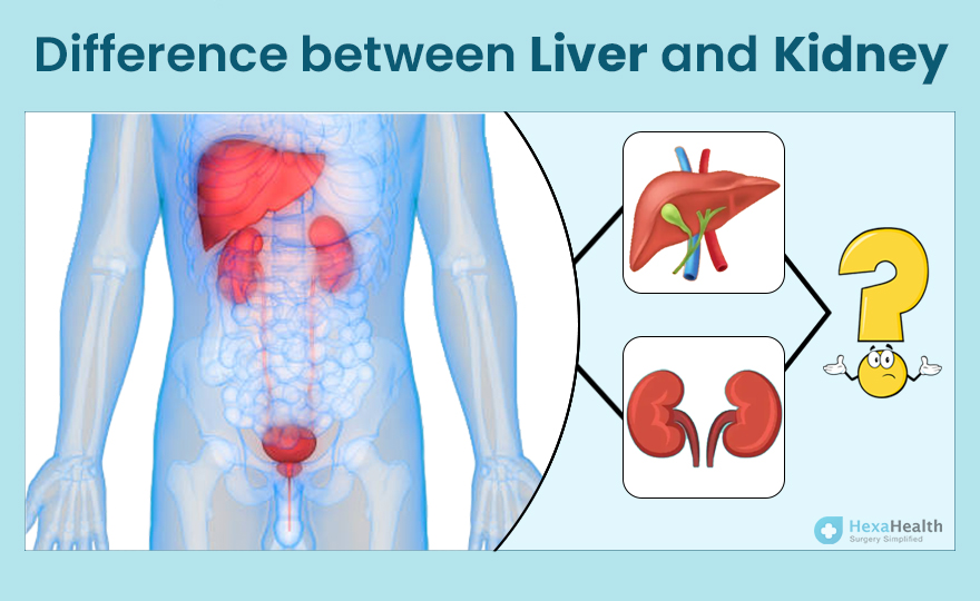 What Is the Difference Between the Liver and the Kidneys