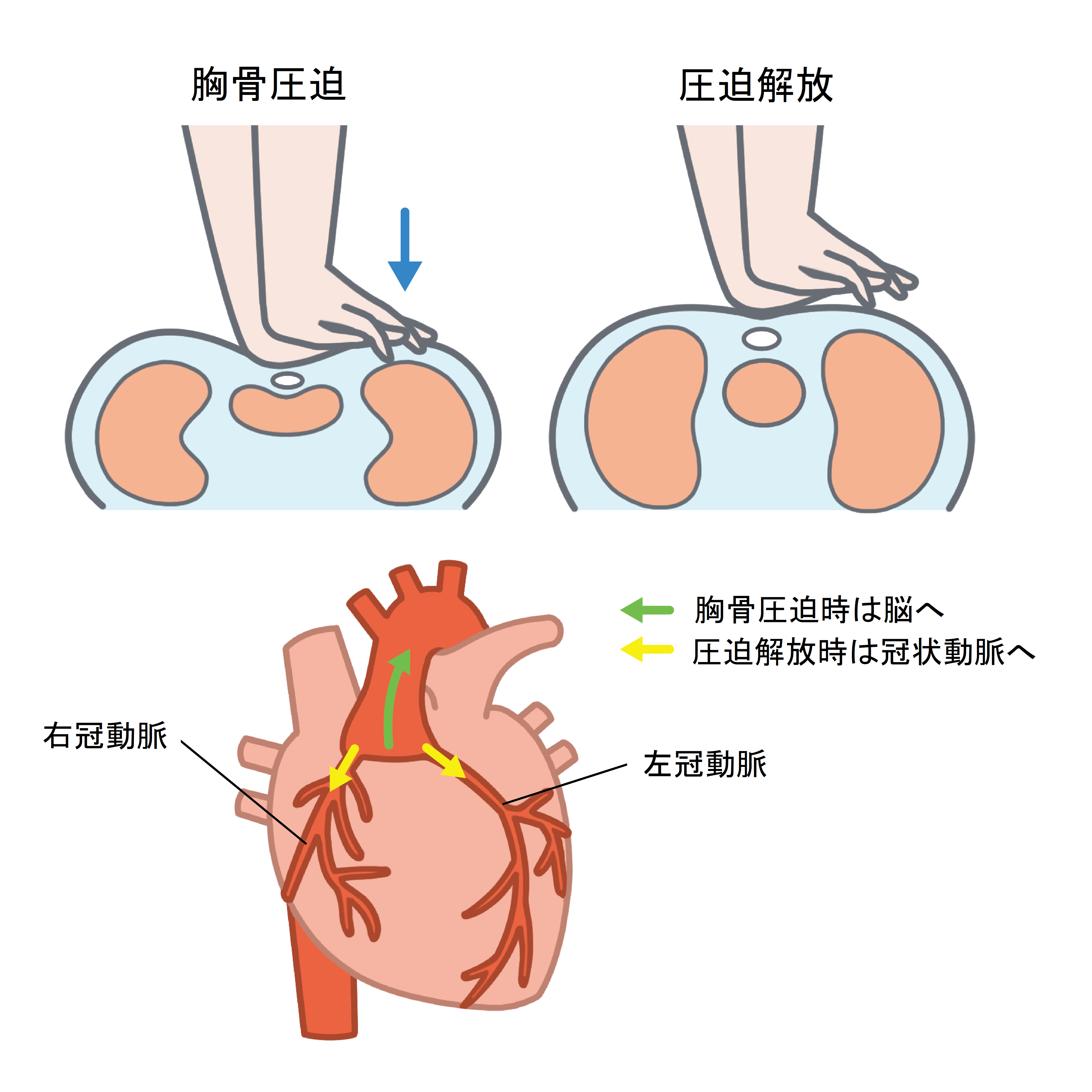 【解説】心肺停止とは？死亡との違いや報道で使われる理由の真相