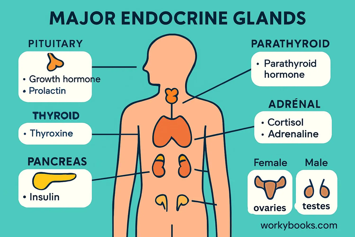 Hormones in the Human Body