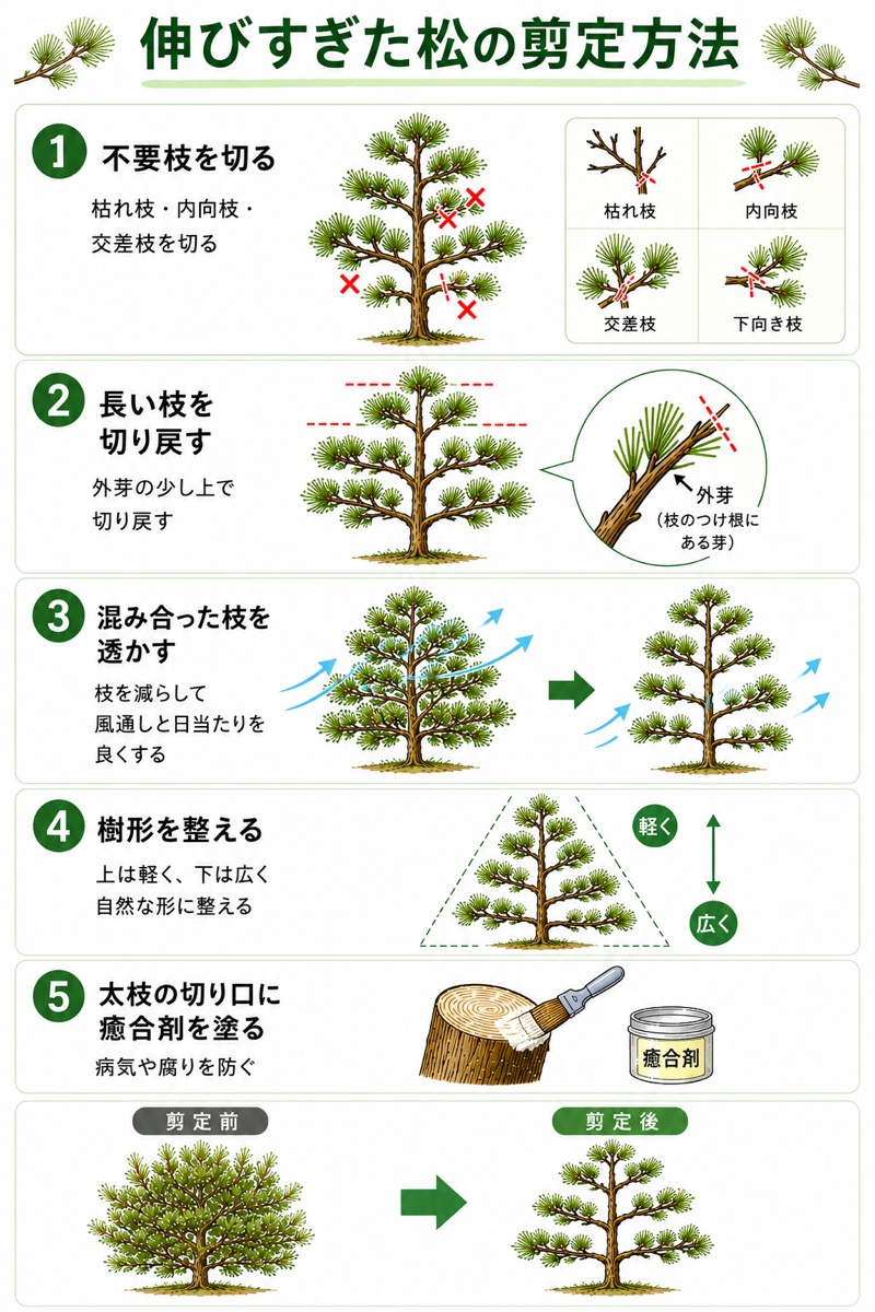松の剪定の仕方完全攻略！自己流で枯らす前に知るべきプロの極意