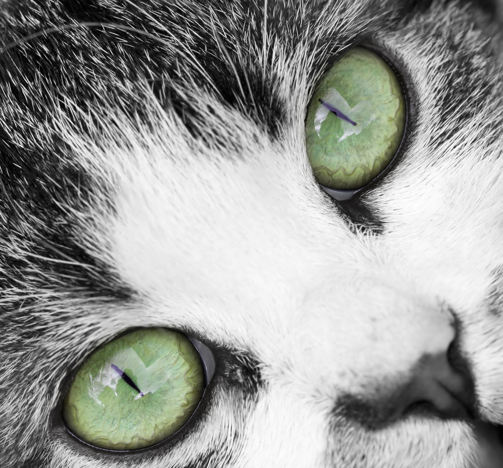 なぜ猫の緑の目に魅了されるのか？エメラルドの秘密と病気の警告