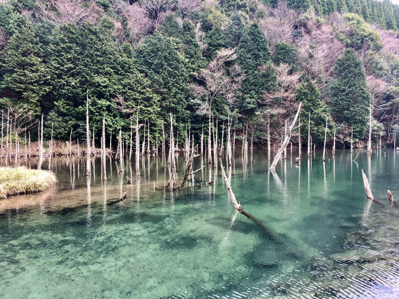 一の俣桜公園の現在と絶景の真相！水没林と錦鯉が織りなす奇跡を検証