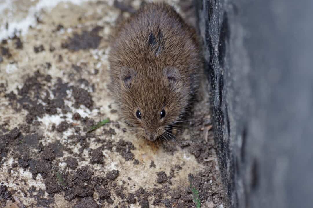 Do Voles Come in the House
