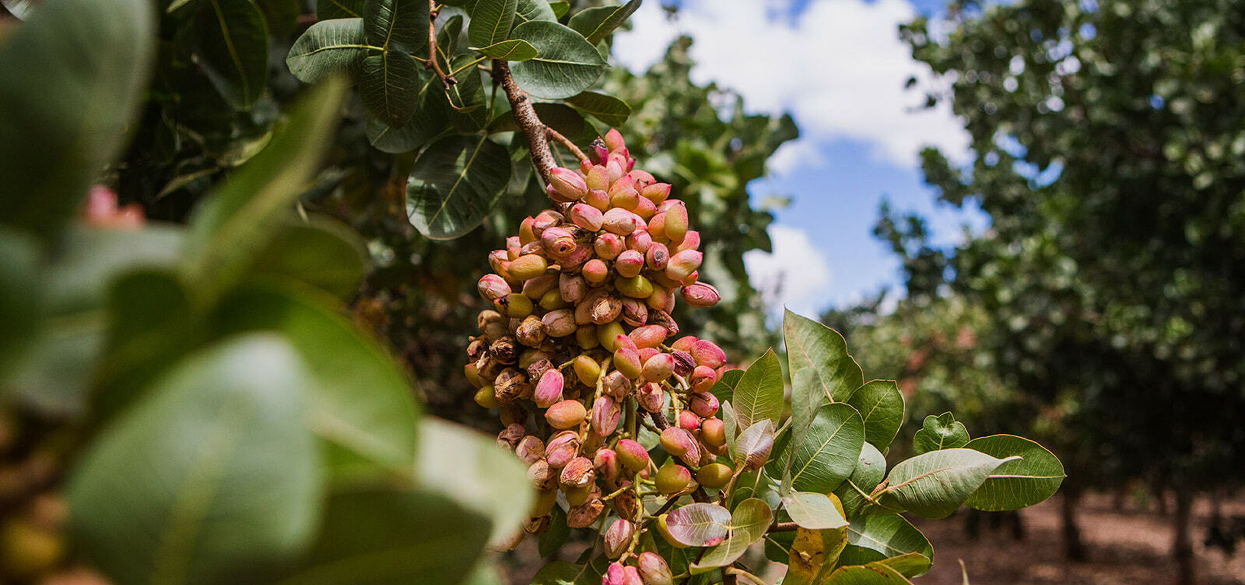 Where the Pistachios Come From