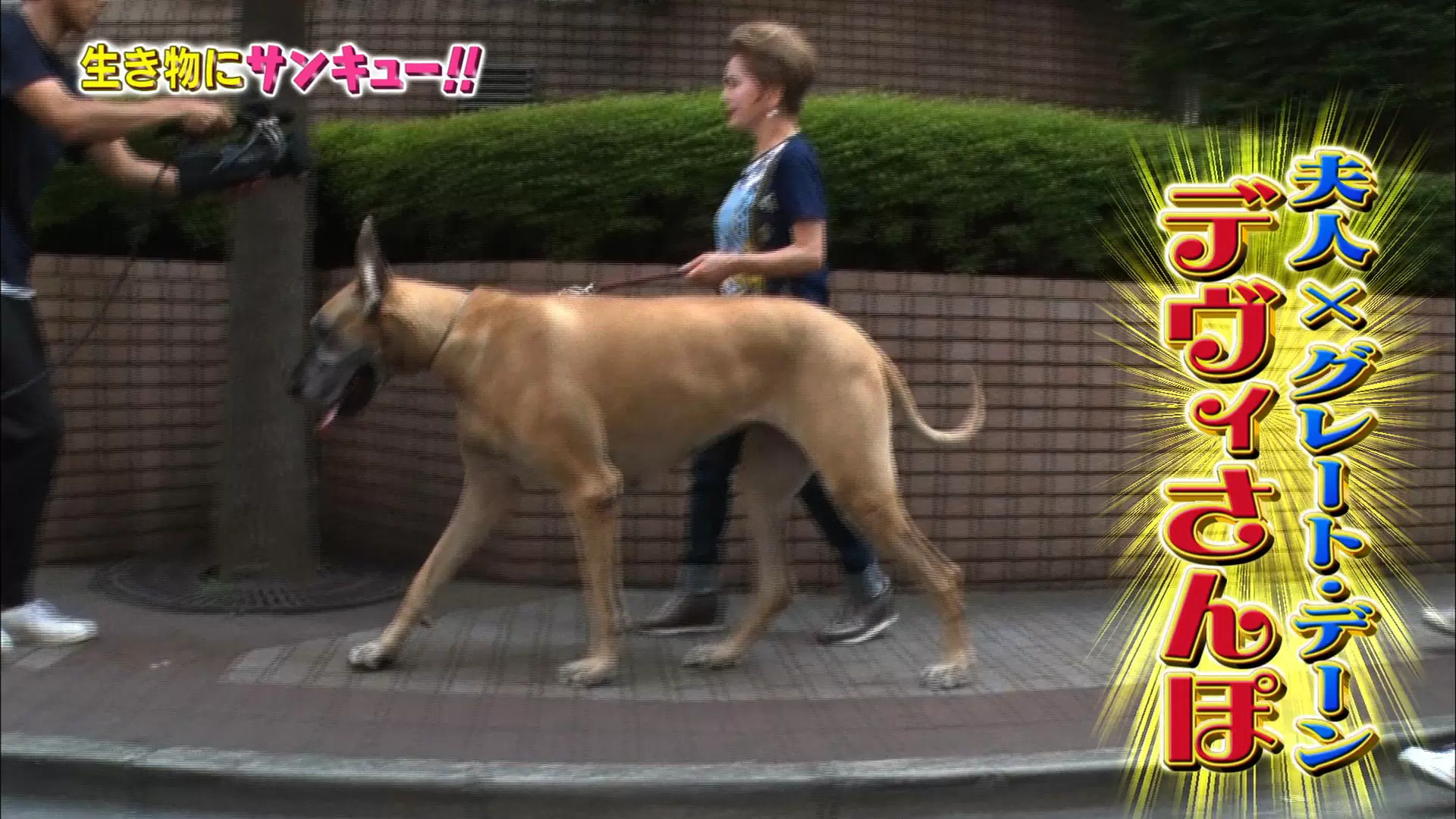グレートデンの大きさに驚愕！立ち上がり2M超えの巨体と飼育の真相