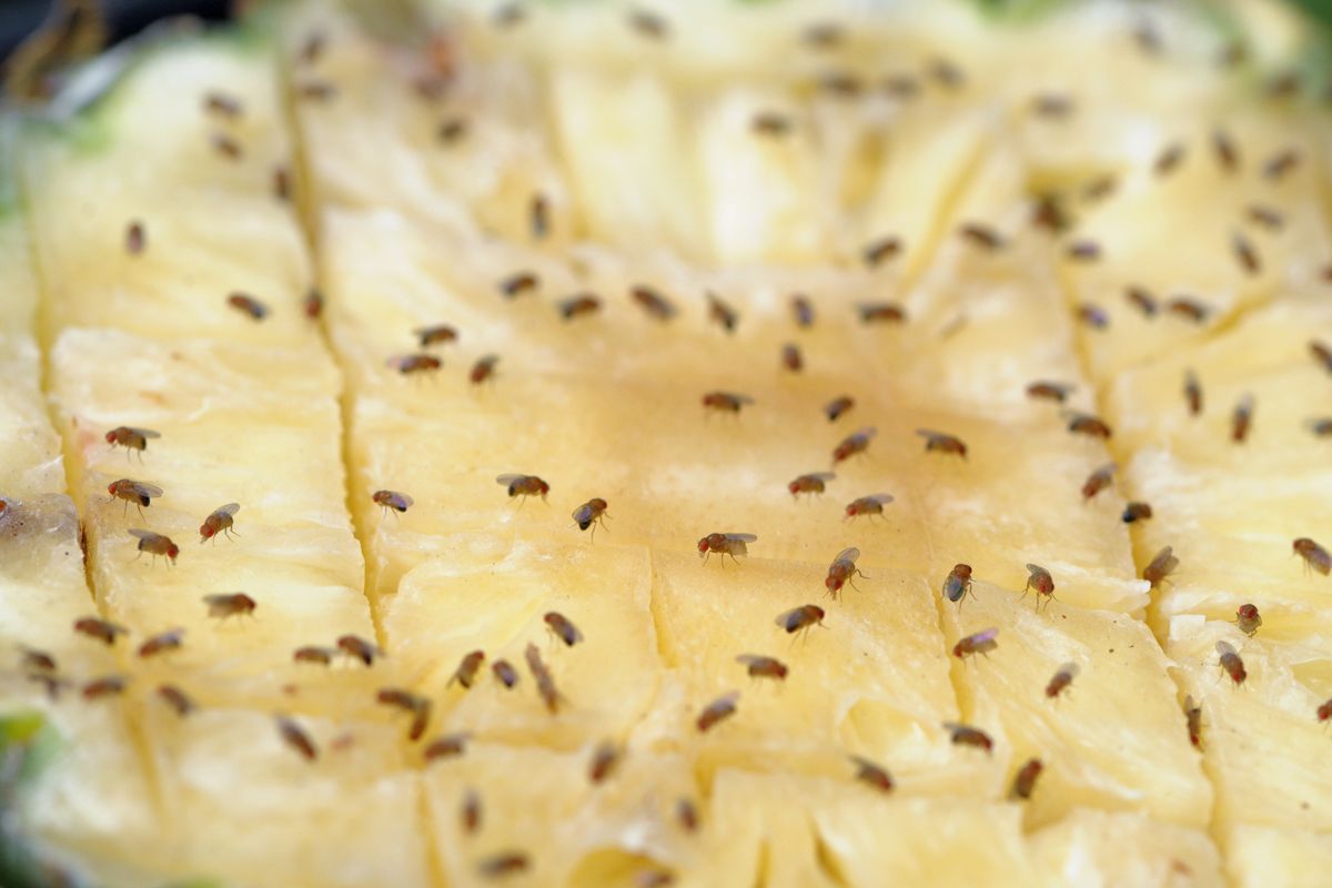 Why So Many Fruit Flies