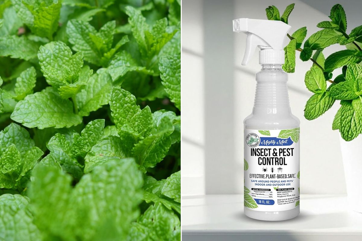 Peppermint Keeps Bugs Away