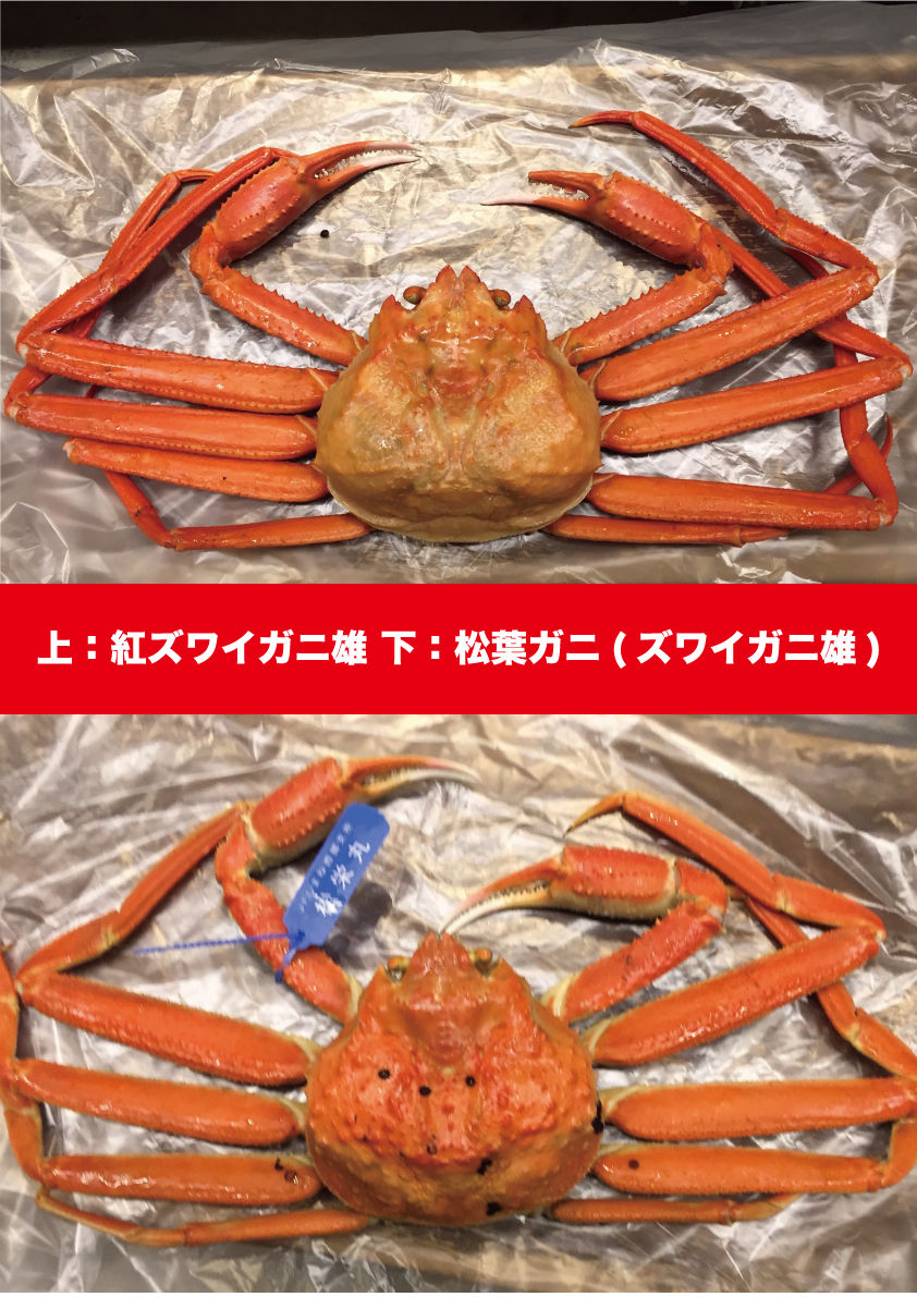 本ズワイガニと紅ズワイガニの違いを徹底比較！味・価格・見分け方の真相