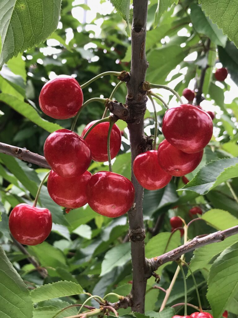 さくらんぼは桜の木になる？ソメイヨシノの実の毒性と食べられない真相