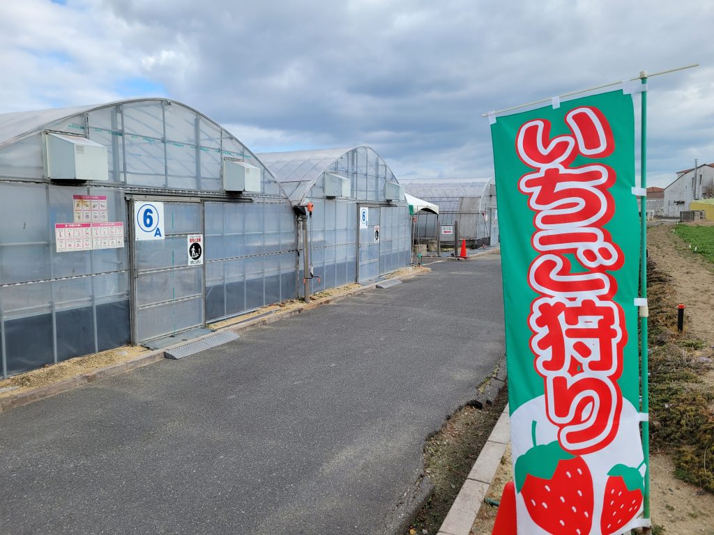 岡山いちご狩り2026徹底比較！予約なしの穴場と食べ放題の真実