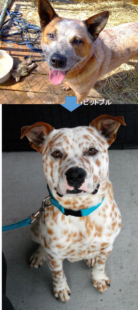 【2026年最新ルポ】強面な姿の裏に隠された真実──「ピットブルに似た犬」たちが直面する誤解と、共生への新たな試み