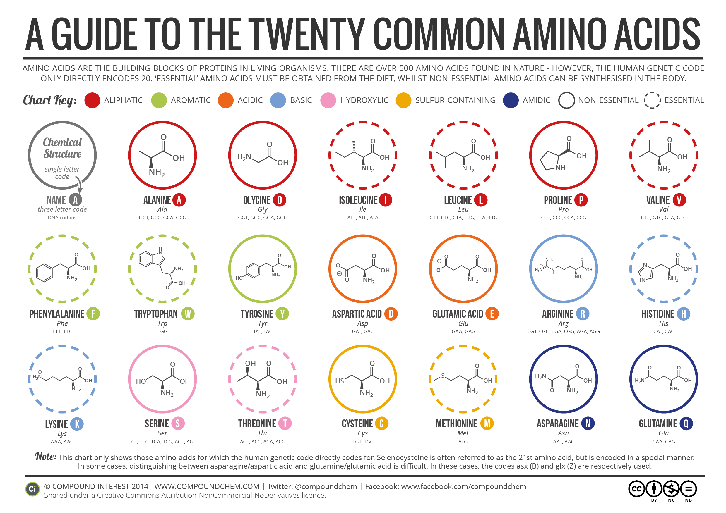 How to Remember Amino Acids
