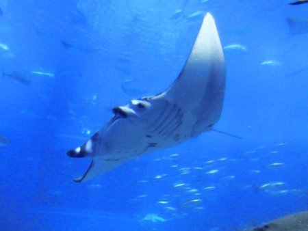 水族館や海で迷わない！「エイ」と「マンタ」の決定的な違いと2026年最新の海洋エコツーリズム