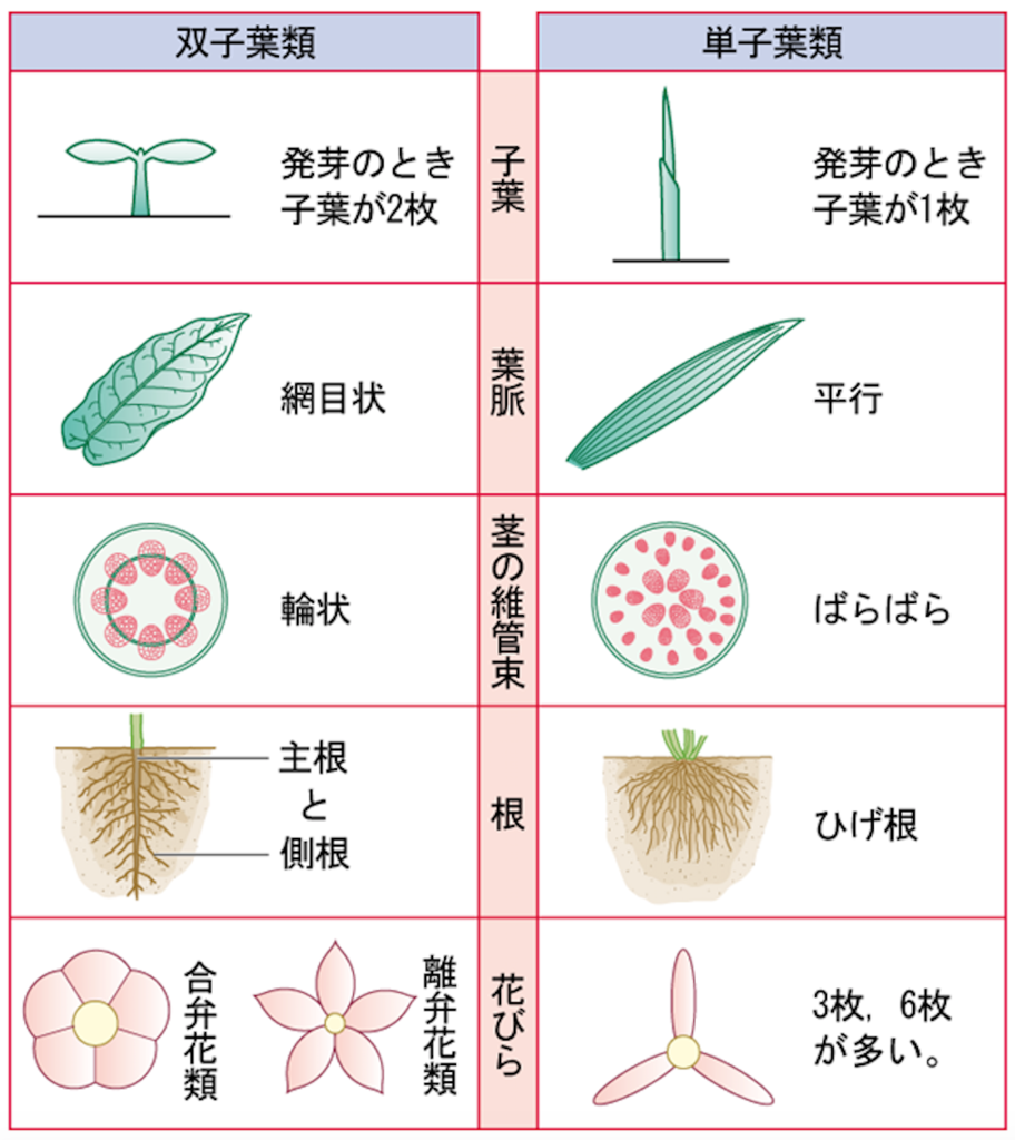 単子葉類と双子葉類の違いを完全攻略！葉脈・根・維管束の見分け方