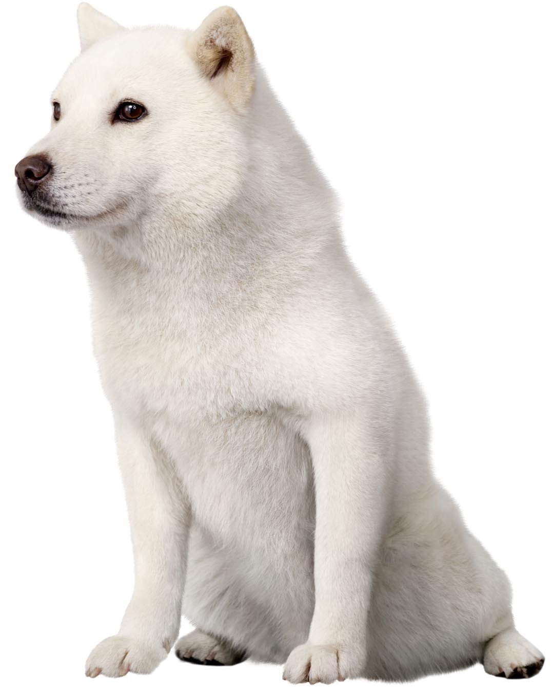 ソフトバンク犬の正体と真実｜白戸家お父さんの設定理由と歴代の全貌