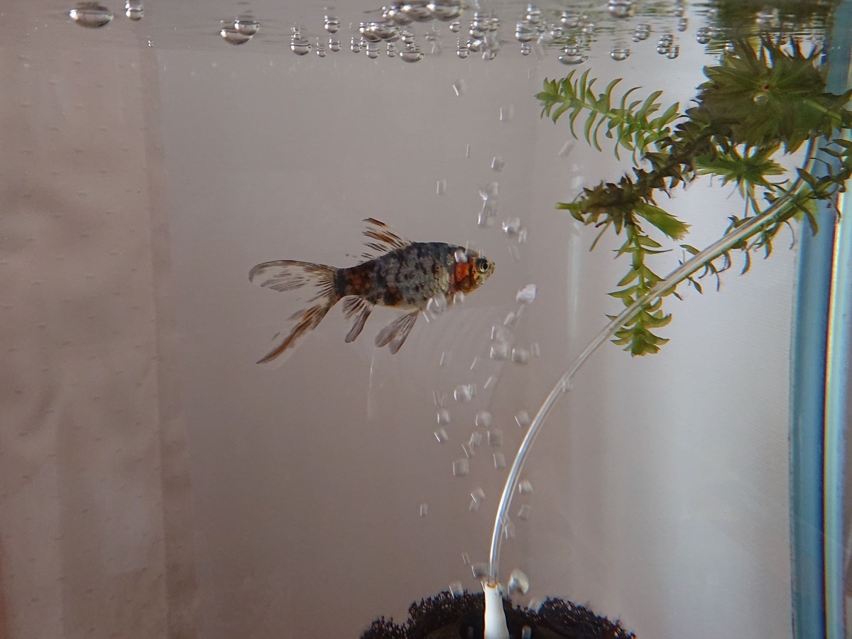 金魚が黒くなる原因と治し方！黒斑病や色変わりの見分け方を徹底解説