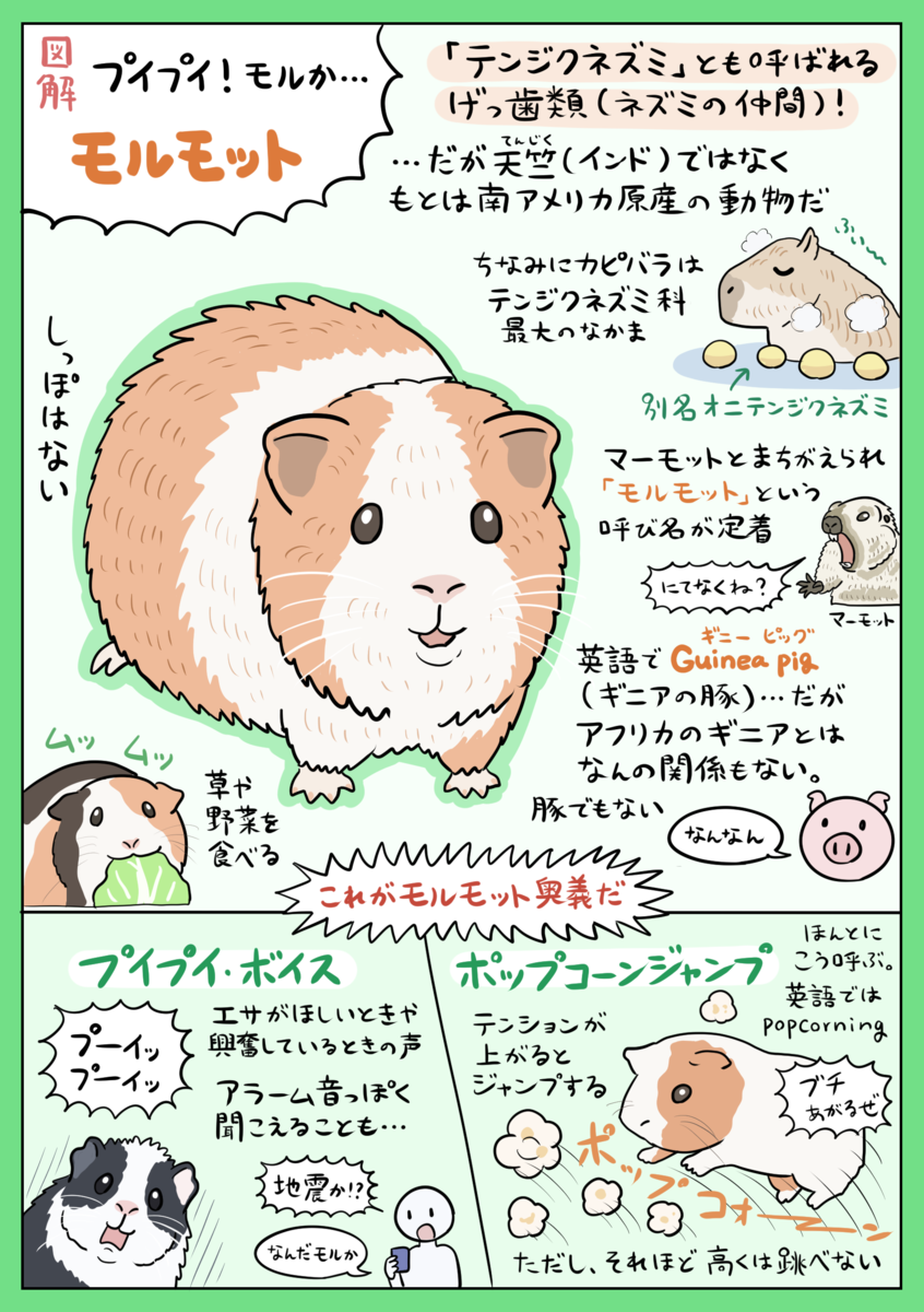 なぜモルモットはプイプイ鳴く？鳴き声の種類と隠された感情を徹底解剖