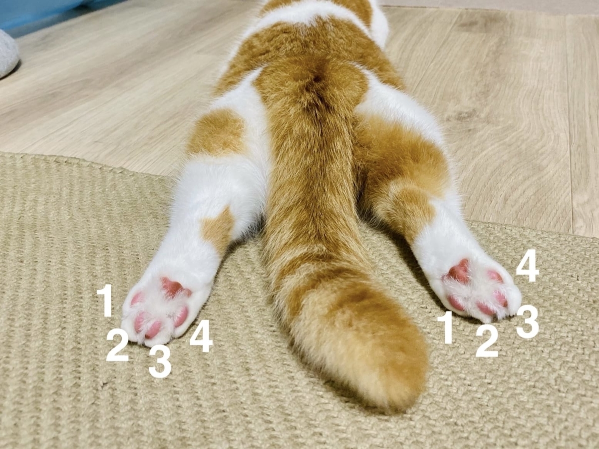 猫の指の数は何本？前足後ろ足の違いと多指症の真相を徹底解説