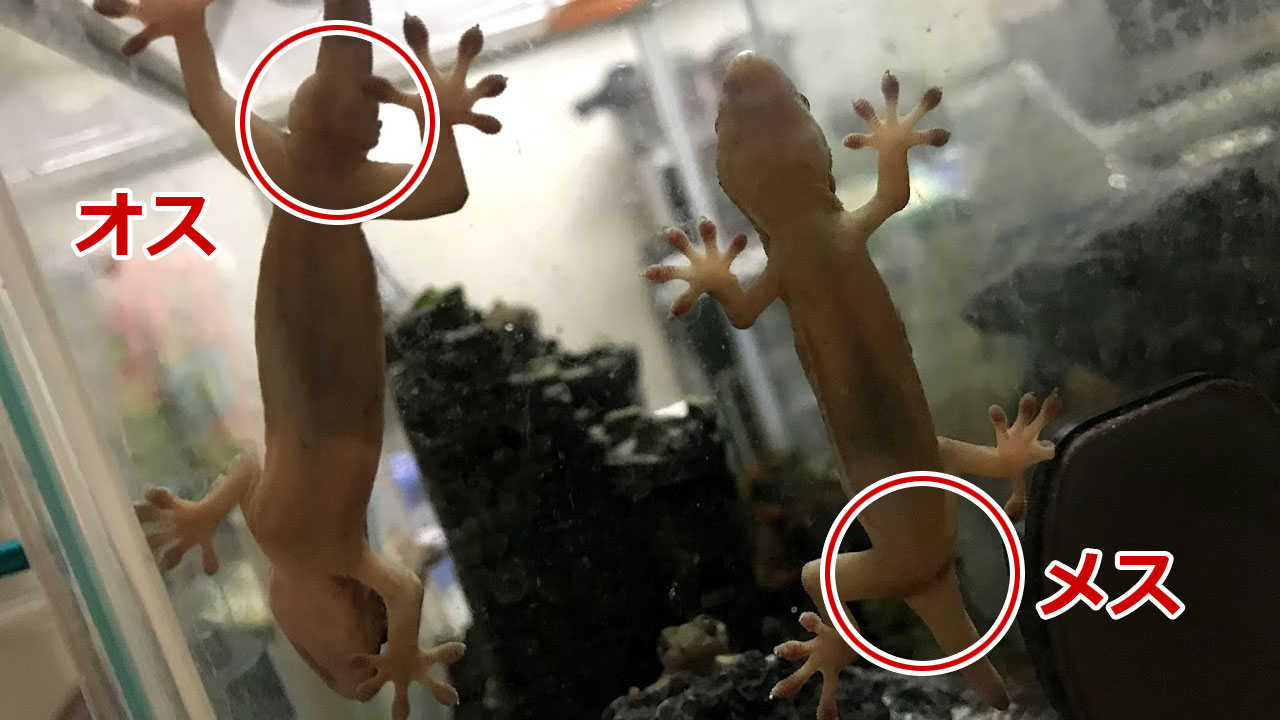 ヤモリのオスメス見分け方完全版！尻尾の膨らみと前肛孔で一発判別