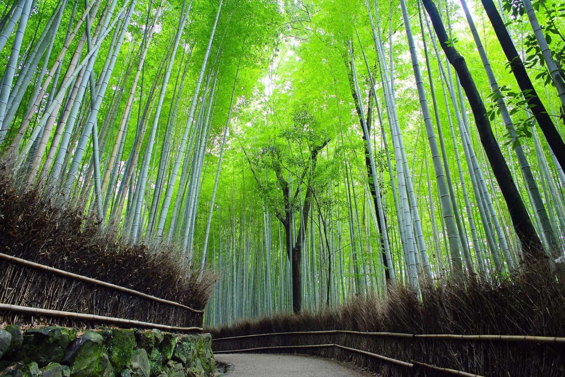 【2026】嵐山・竹林の小径の混雑回避術！無人の絶景を歩く完全ガイド