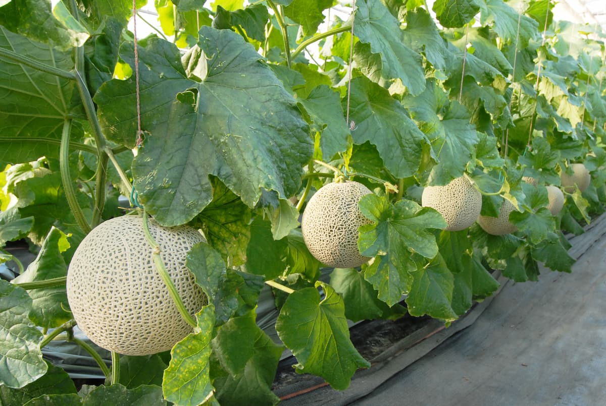 メロンは野菜か果物か？農水省の公式基準とデザートの真相【2026】