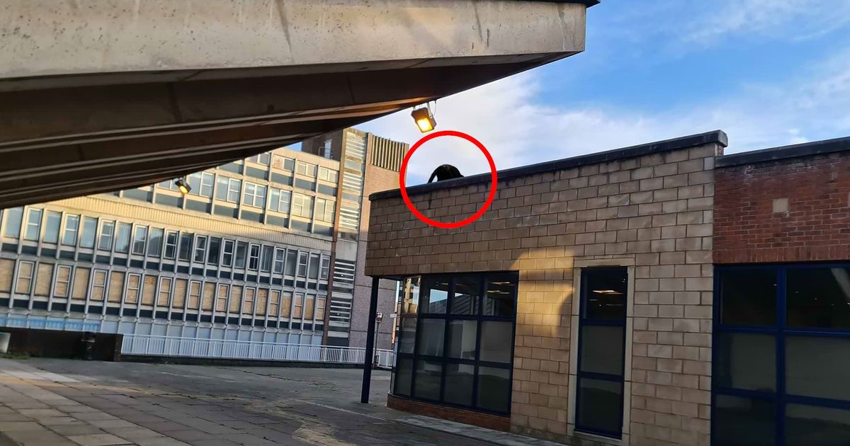 Viral Cat in the Hat Sightings Prompt Police Warning in Scottish City
