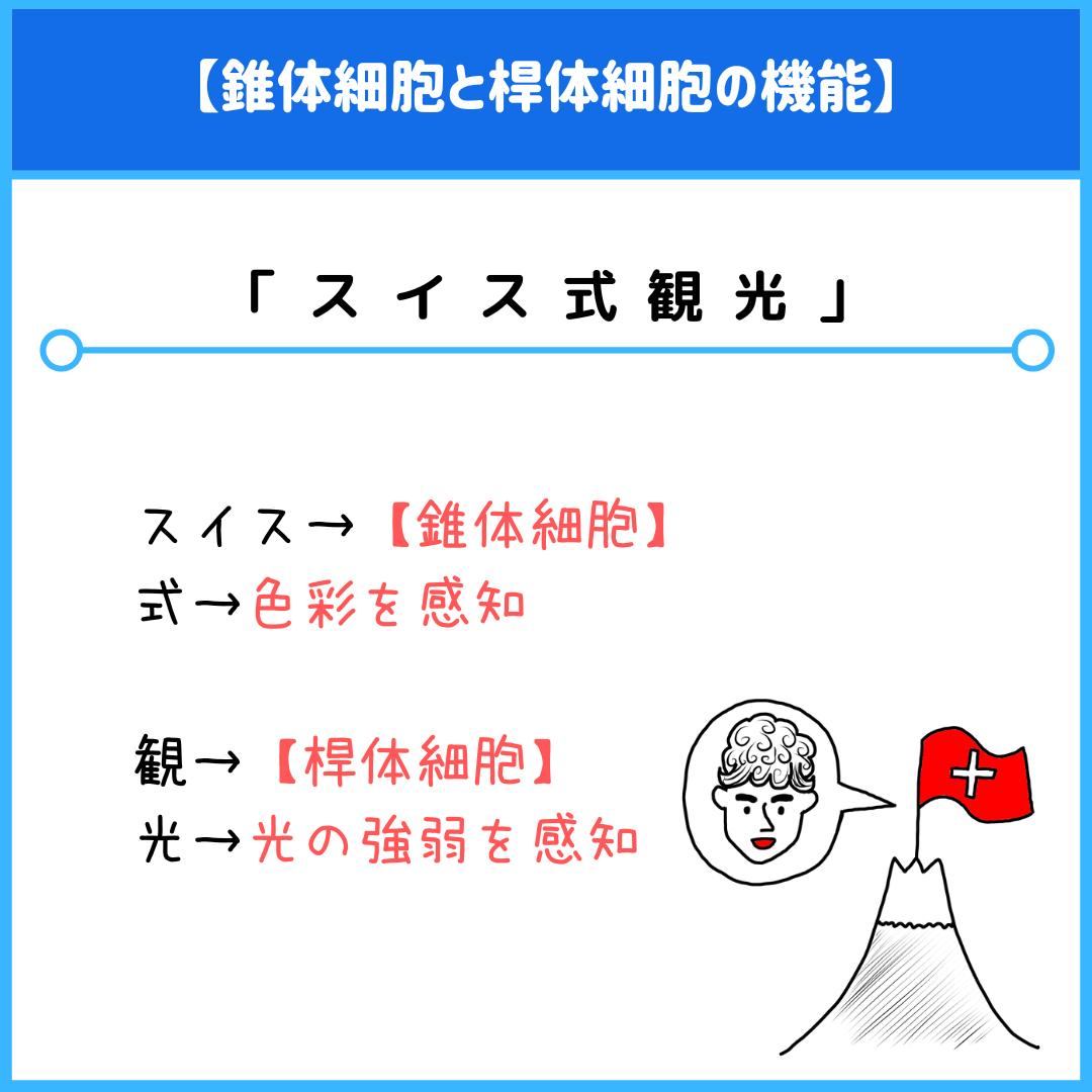 錐体細胞と桿体細胞の違いを完全図解！暗闇で色が見えない理由と覚え方