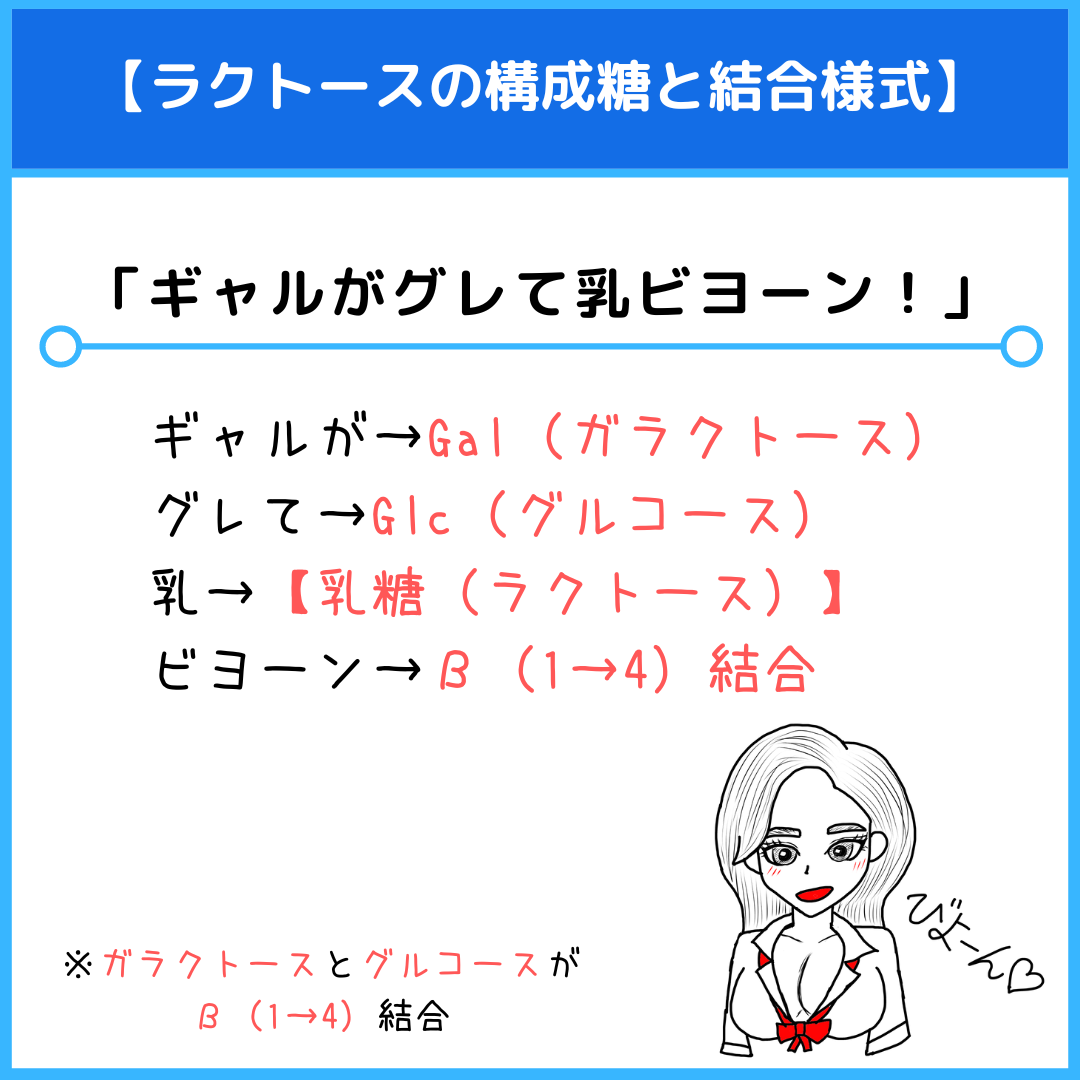 二糖類の覚え方を徹底解説！語呂合わせと還元性の見分け方【2026】