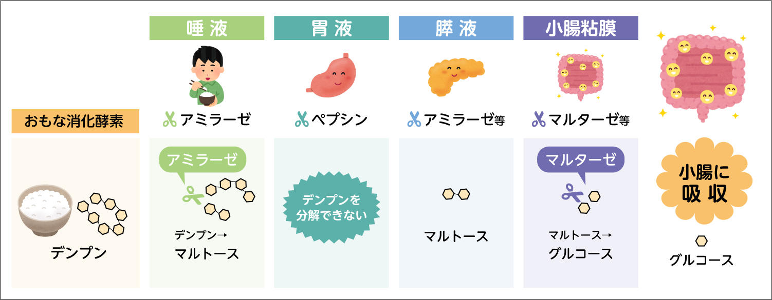 血液検査前の食事は何時間前まで？食べてしまった時の対処法と影響
