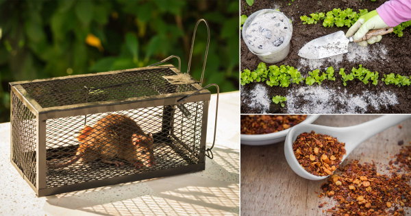 Getting Rid of Rats in Garden