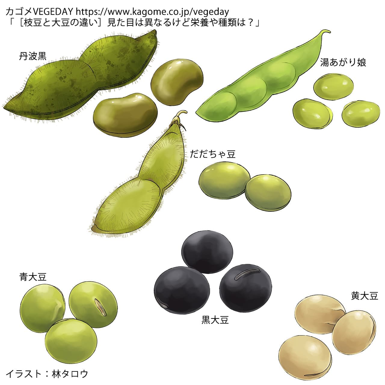 枝豆と大豆は同じ植物？野菜と豆類の分類と栄養の違いを完全解剖