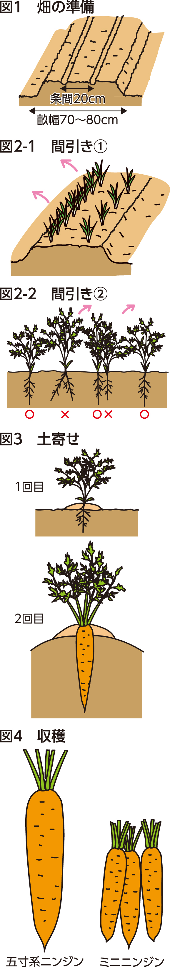 人参の育て方決定版！発芽しない・又根を防ぐ栽培の全技術