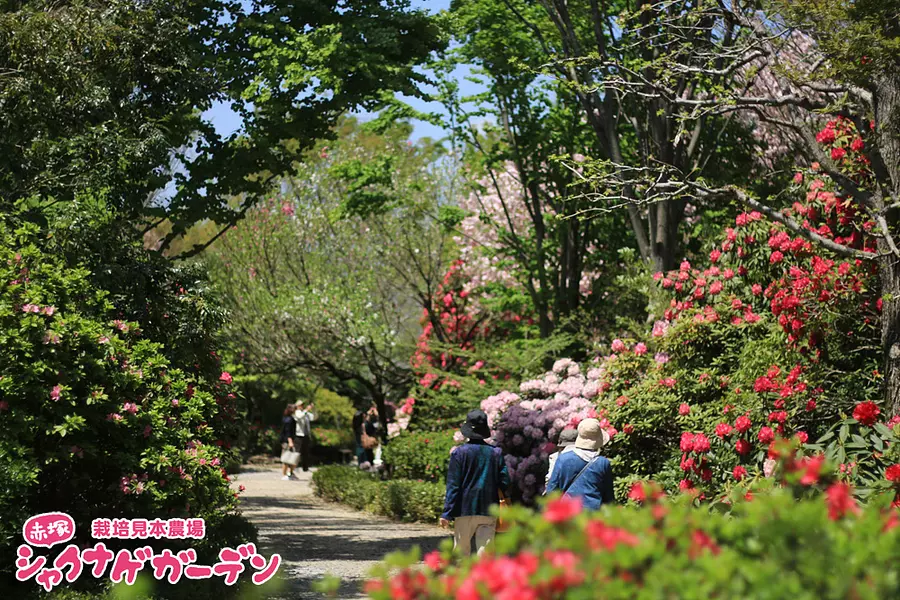 都会の喧騒を忘れる緑の隠れ家、赤塚植物園の深い魅力を徹底解剖