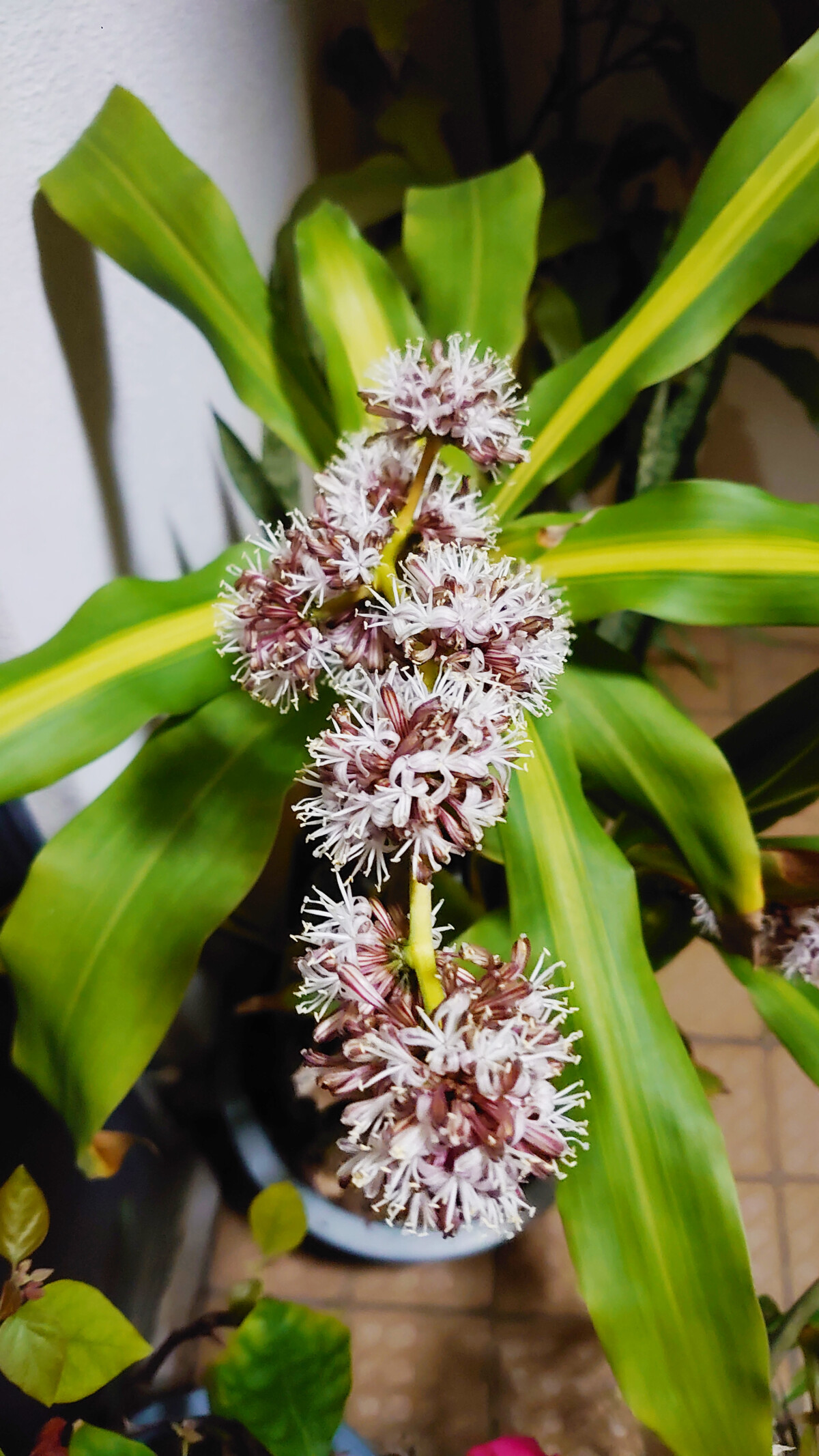 幸福の木の花は不吉か吉兆か？開花確率の真相と枯死を防ぐ緊急対処法