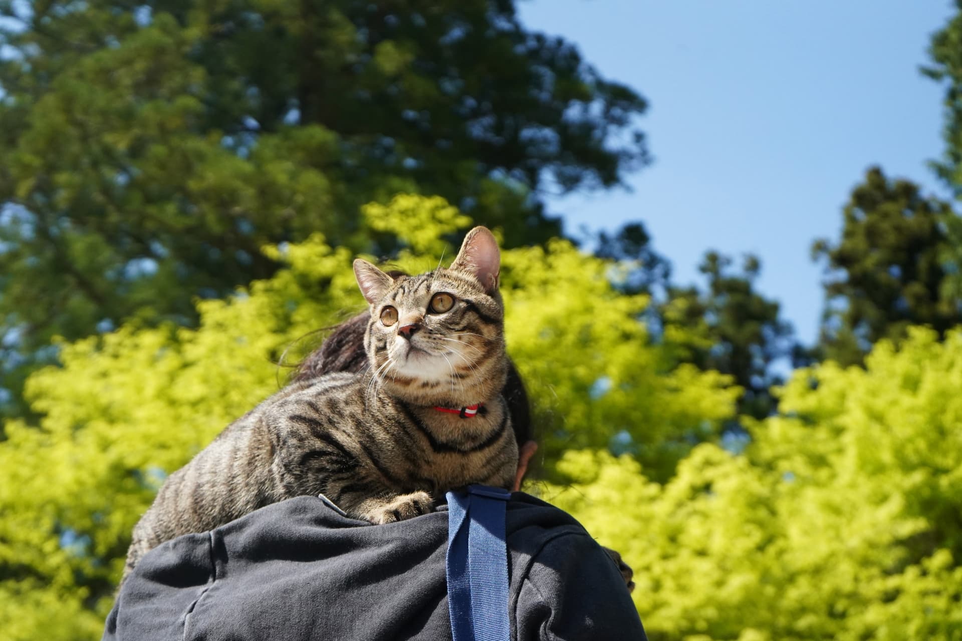 猫が乗ってくる理由と心理を徹底解明！部位別の意味と信頼サイン