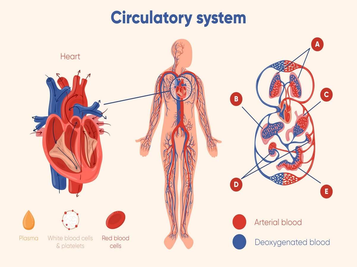 The Purpose of the Cardiovascular System