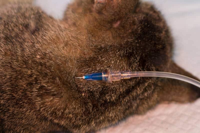 How Long Can a Cat Live on Subcutaneous Fluids