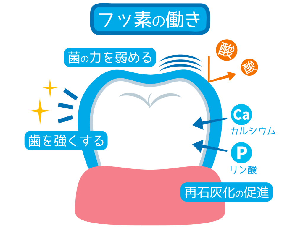 フッ化水素とフッ素の違いは？猛毒と歯磨き粉の安全性を徹底解説