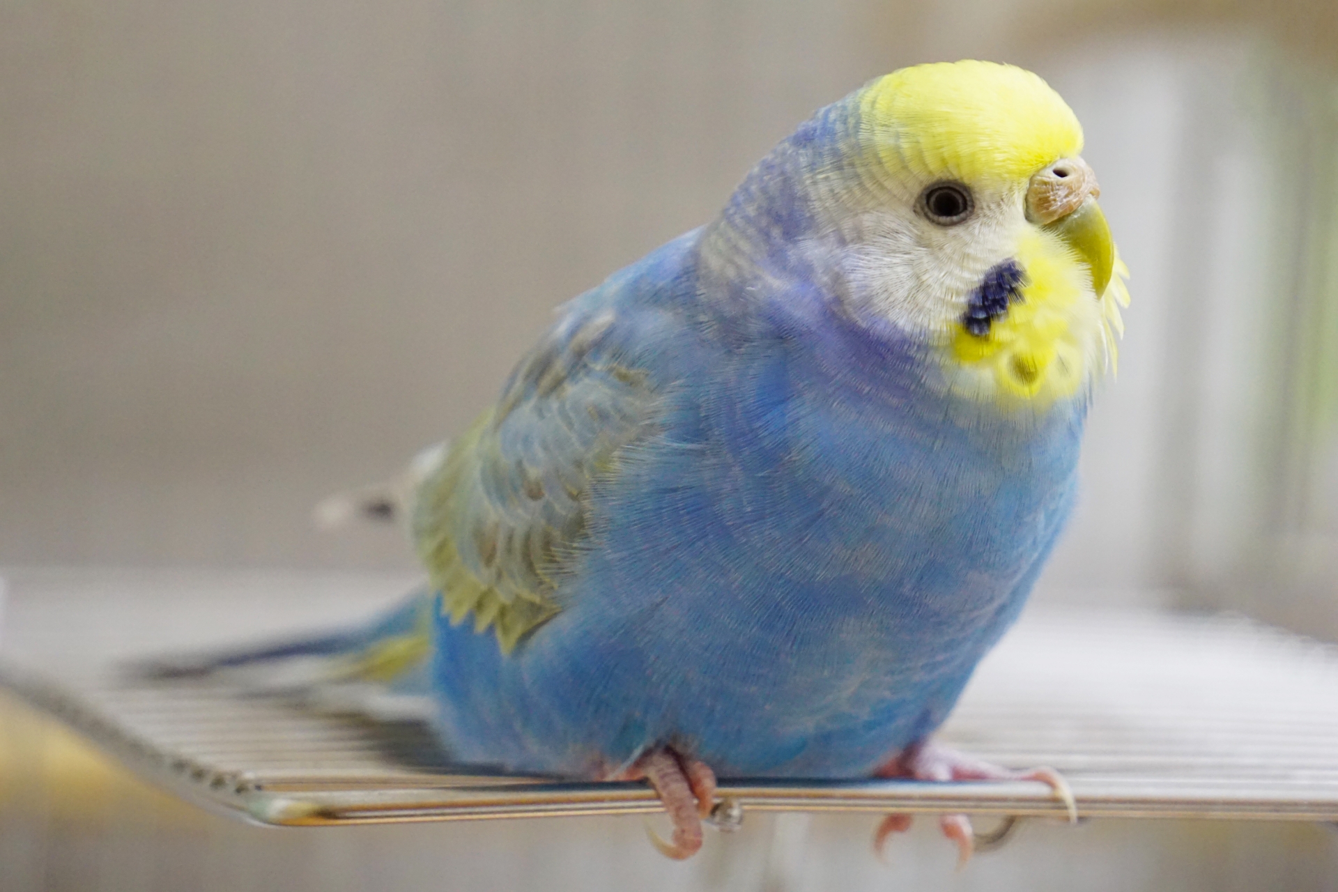 インコとオウムの違いとは？冠羽の秘密からオカメインコの真相まで解説